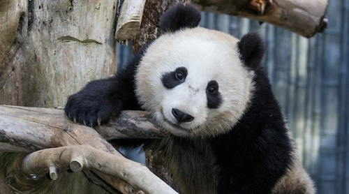 pandas-at-the-san-diego-zoo-photo-taken-january